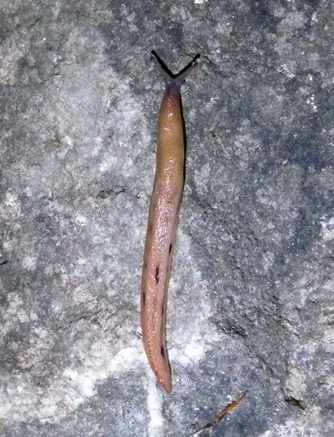 Notte di luna piena nel bosco: i Limax da Ligonchio